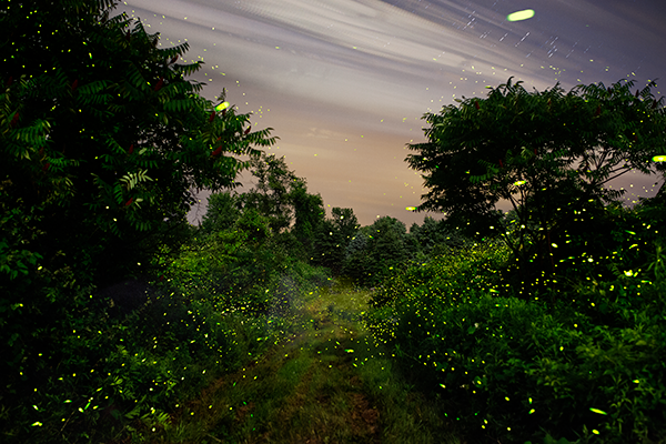 Pete Mauney talks Fireflies on NPR's All Things Considered!