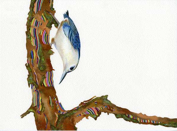 New Art: White Breasted Nut Hatch by Carrie Marill