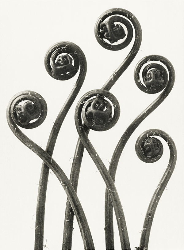 New photo! These fiddleheads make a stunning spring still life.
