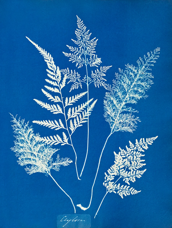 Anna Atkins’ 19th c. cyanotypes blend botany + beauty.
