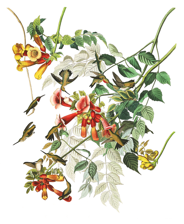 New! Audubon’s hungry hummingbirds are a spring art essential
