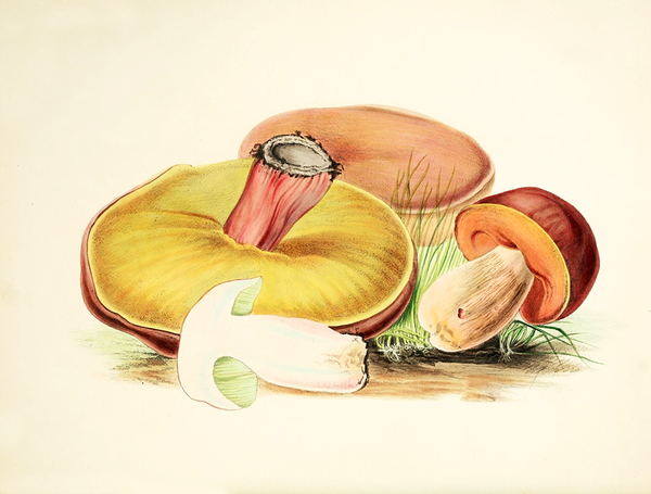 Magic mushrooms: fall-toned fungi star in this Victorian-era illustration.