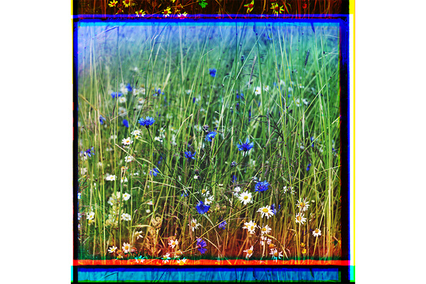 Cornflowers in a field of rye by Sergei Prokudin-Gorskii