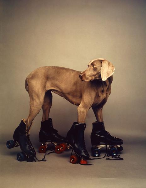 Conceptual Art? William Wegman Rolls With It.