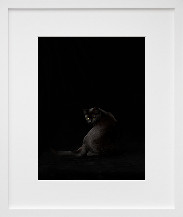 Black Cat