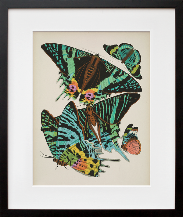 Papillons, Plate 7