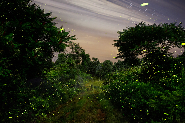 Fireflies under the full moon along the White Clay Kill, Tivoli, NY 7/9/14