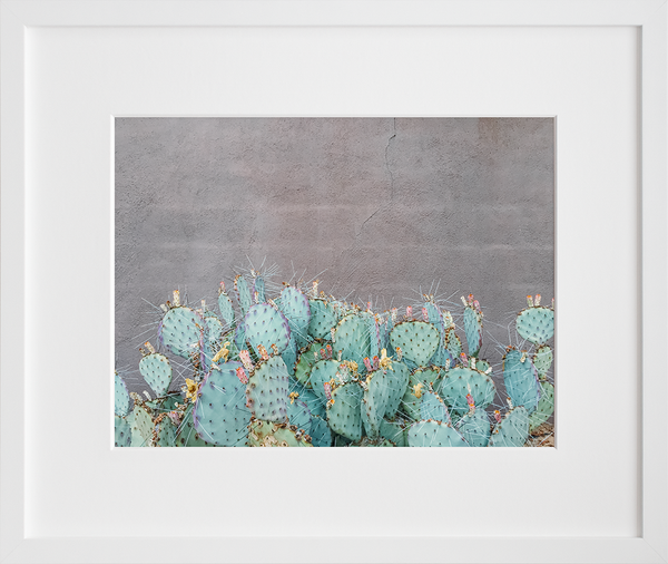 Opuntia