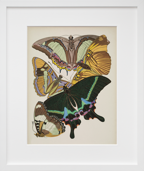 Papillons, Plate 8