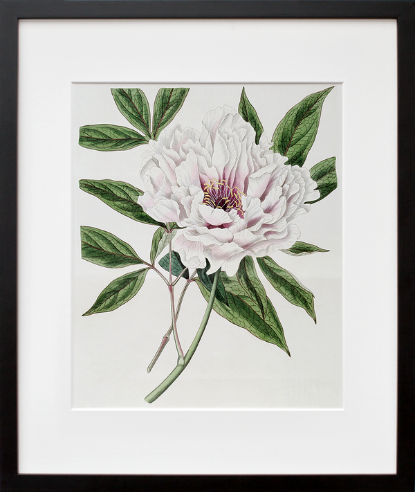 Semi-Double Tree Peony