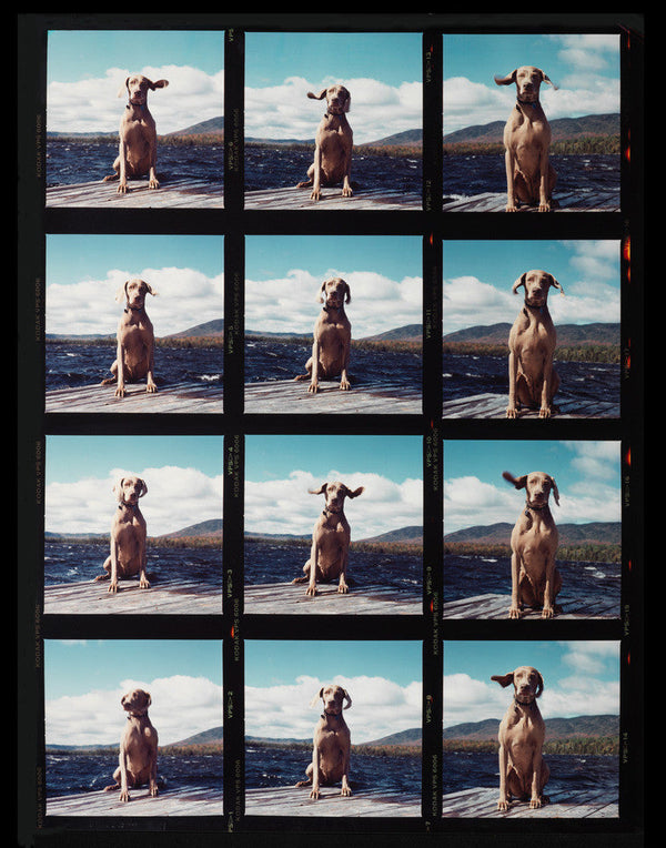 William Wegman's Fay on the Dock