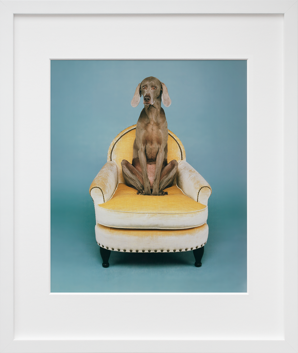 William Wegman's Yoga