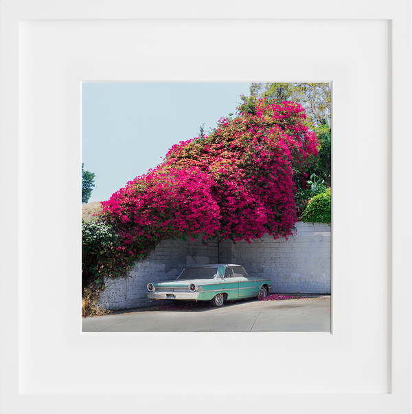 Bougainvillea Galaxie