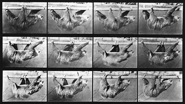 Animal Locomotion: Plate 750 (Sloth)