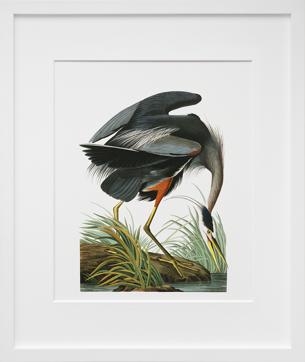 Plate 211: Great Blue Heron