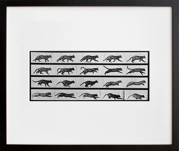 Animal Locomotion: Plate 717 (Cat)