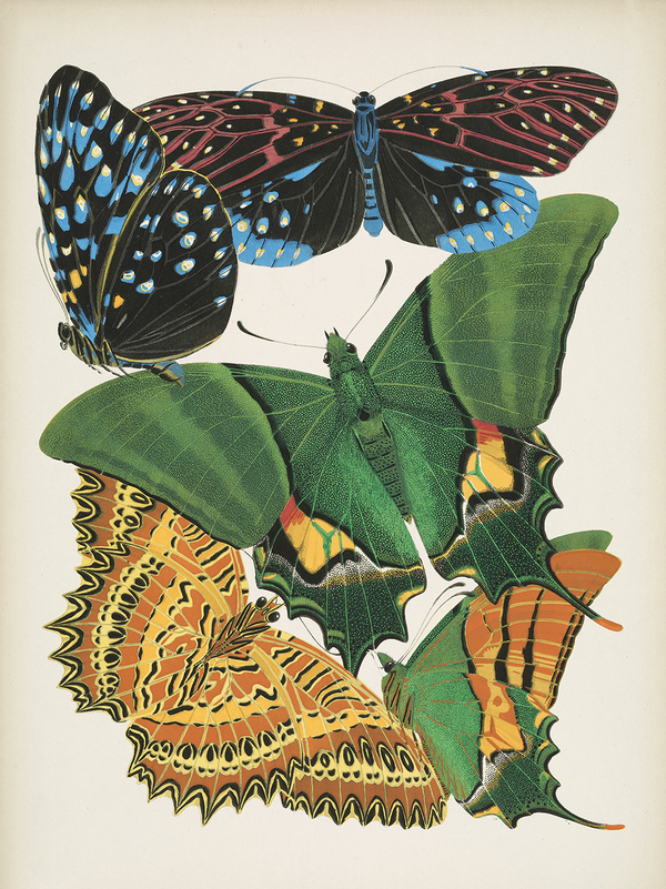 Papillons, Plate 6