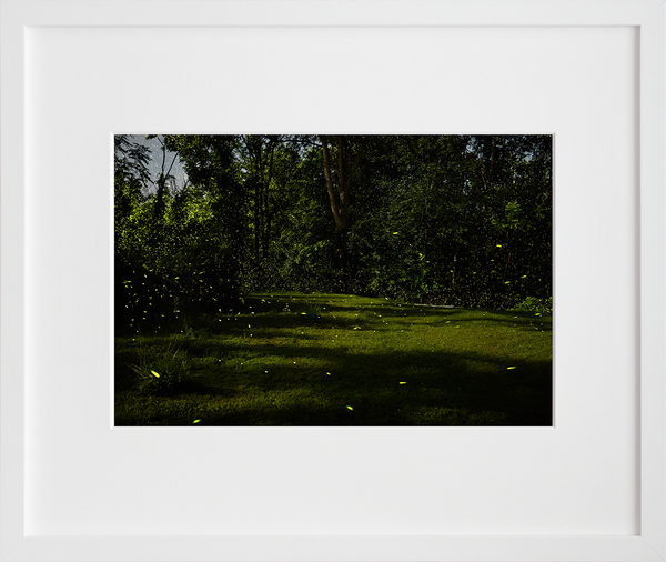My backyard, Tivoli, NY 7/10/14