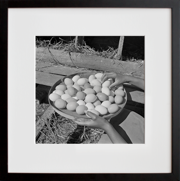 Eggs gathered by a student, Bethune-Cookman College