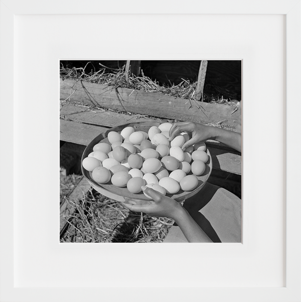 Eggs gathered by a student, Bethune-Cookman College