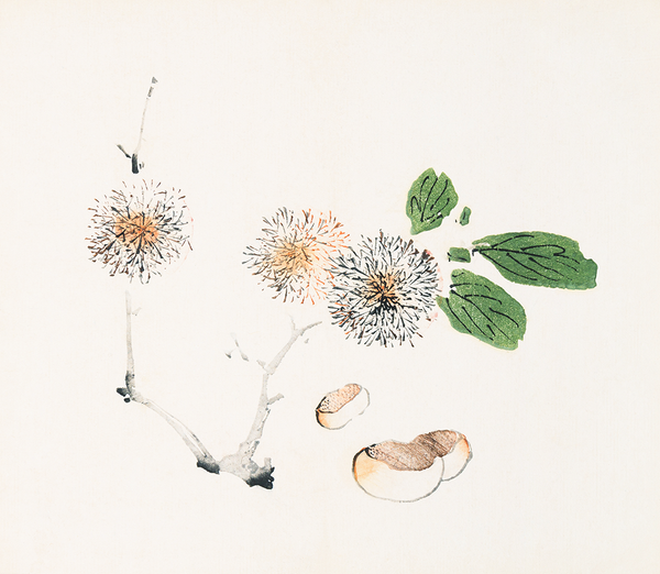 Page from Shi Zhu Zhai (Chestnuts)