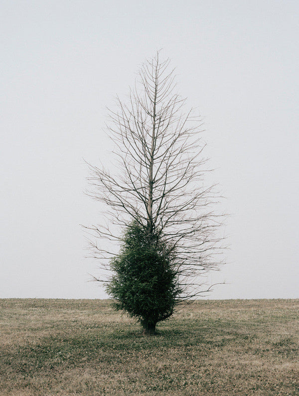 Belmont Harbor Tree II, Chicago