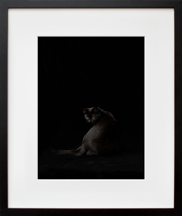 Black Cat