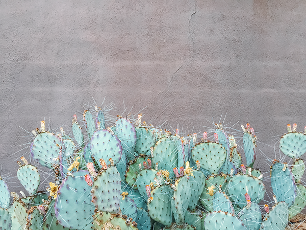 Opuntia
