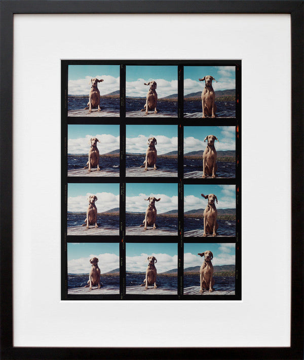 William Wegman's Fay on the Dock in black frame