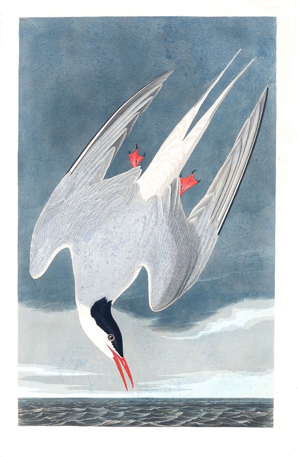 Plate 250: Arctic Tern