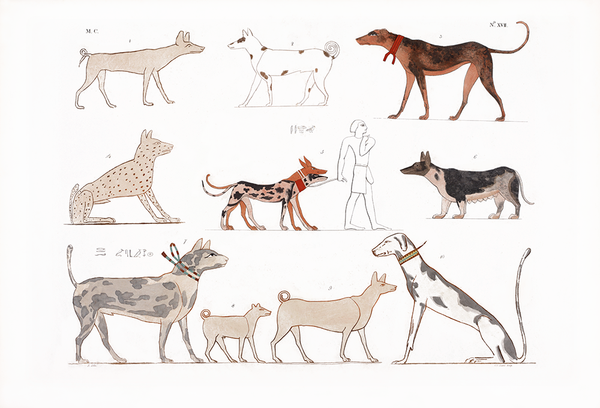 Varie specie di cani