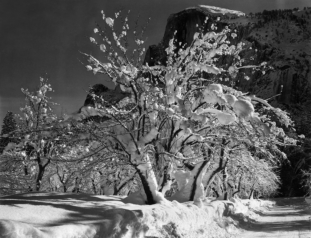 Half Dome, Apple Orchard, Yosemite by Ansel Adams | 20x200