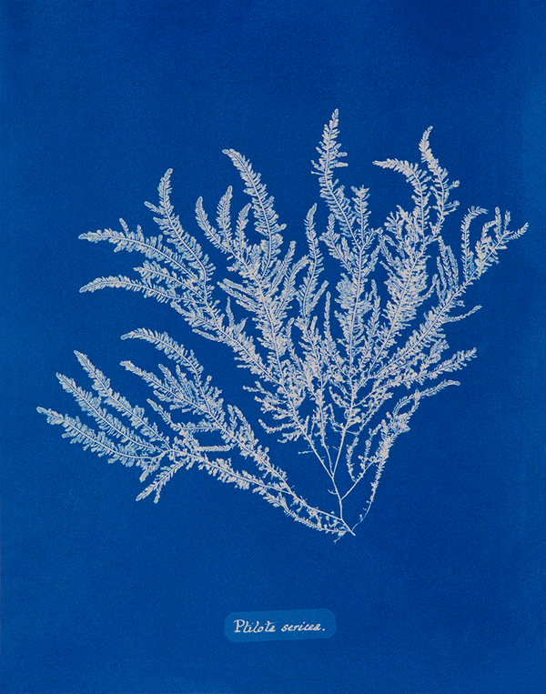 Ptilota sericea