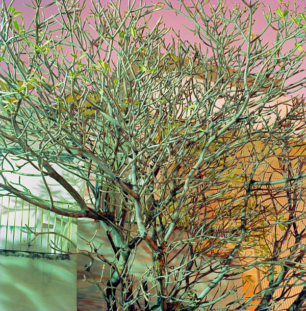Green Branches