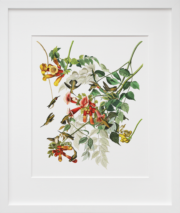 Plate 47: Ruby-Throated Hummingbird