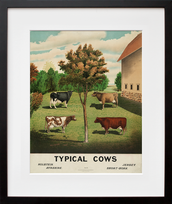 Typical Cows