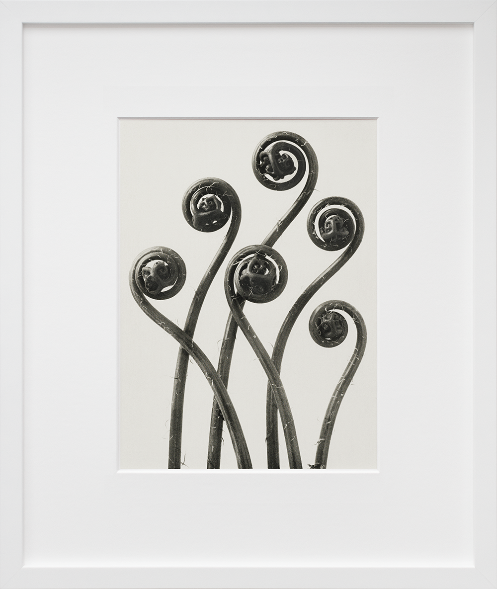Karl Blossfeldt's Adiantum pedatum