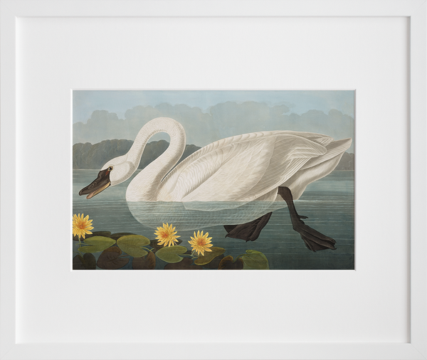 Plate 411: Common American Swan