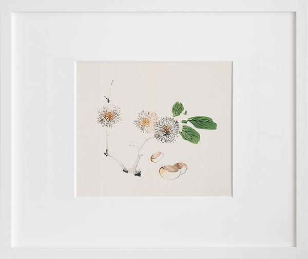 Page from Shi Zhu Zhai (Chestnuts)