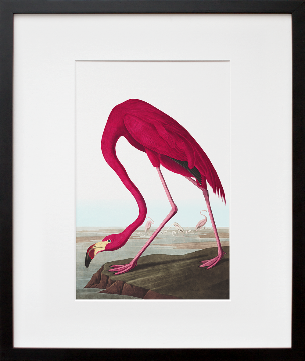 John James Audubon's Plate 431: American Flamingo