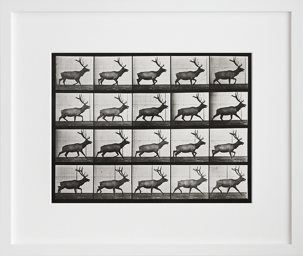 Animal Locomotion: Plate 692 (Elk; trotting)
