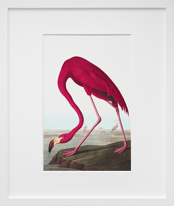 Plate 431: American Flamingo
