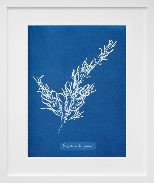 Sargassum Bacciferum