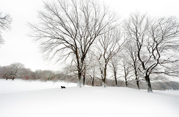 The White Oaks
