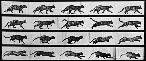 Animal Locomotion: Plate 717 (Cat)