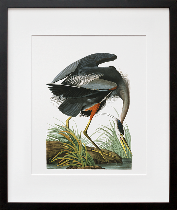 Plate 211: Great Blue Heron