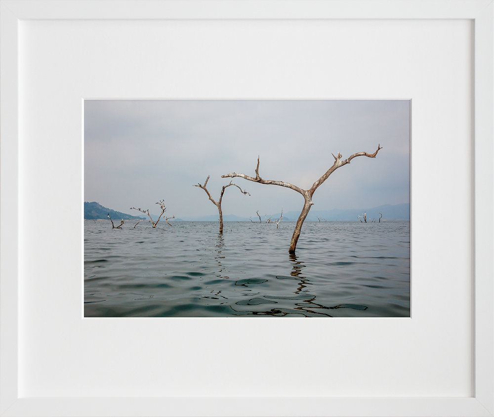 Tod Seelie's Dead Tree Lake