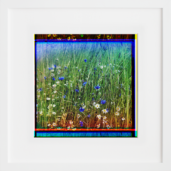 Cornflowers in a field of rye