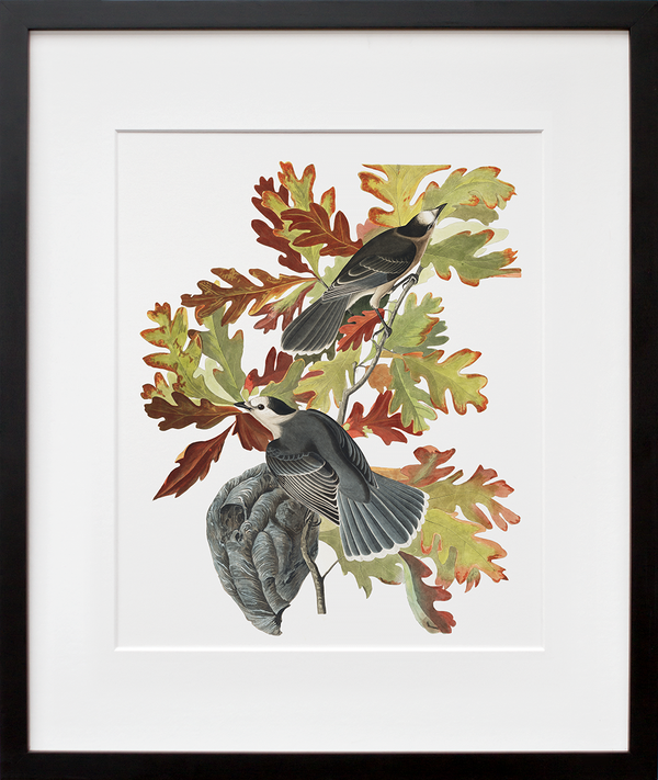 Plate 107: Canada Jay