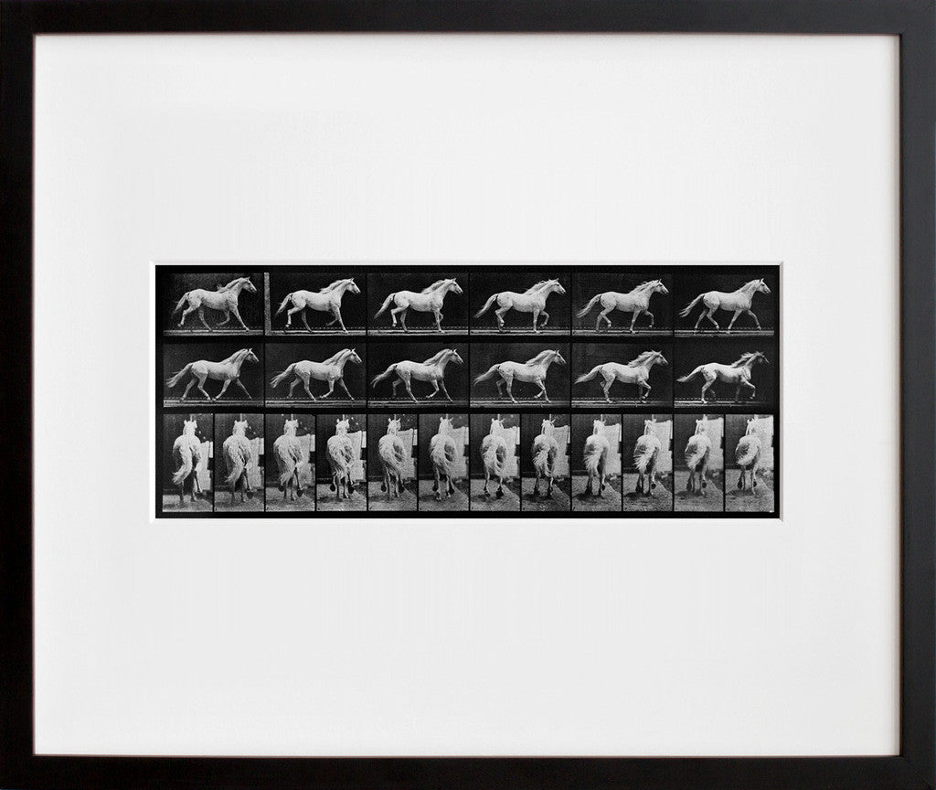 Eadweard Muybridge's Animal Locomotion: Plate 596 (Horse)